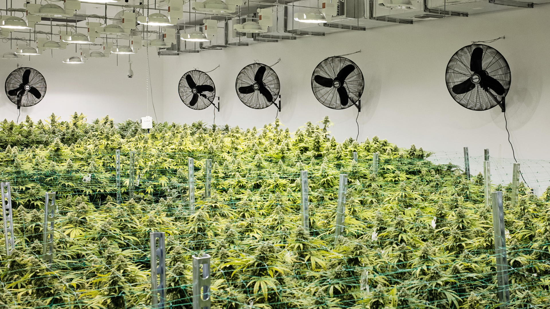 Cannabis growth process