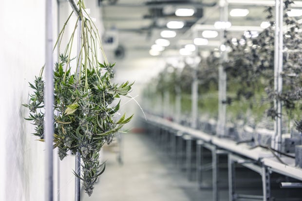 cannabis_AdobeStock_328227747